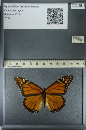 Media type: image;   Entomology 181565